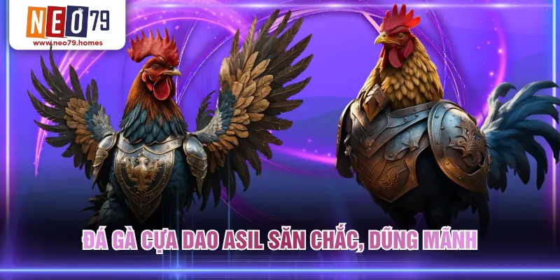 Đá gà cựa dao Asil săn chắc, dũng mãnh