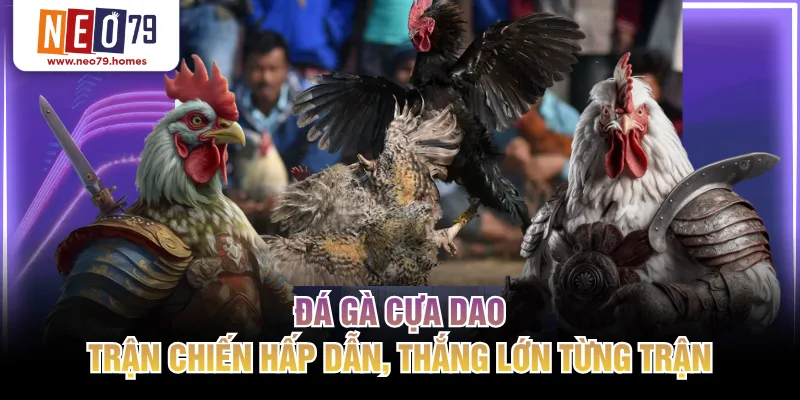Đá gà cựa dao